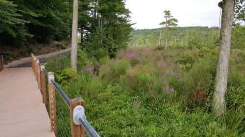 Stewart State Forest Boardwalk Trail