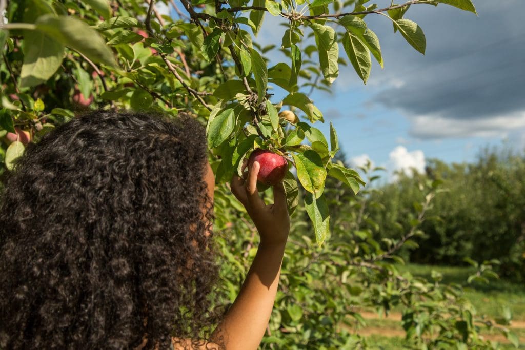 Apple Picking in Orange County