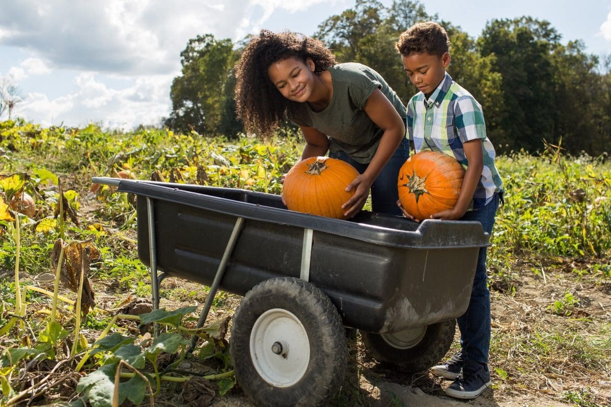 Kids Pumpkin Picking in Orange County